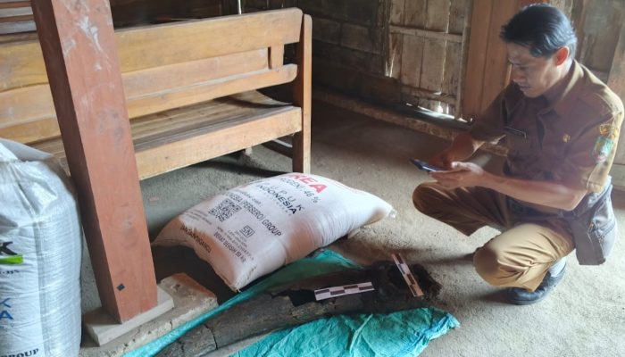 Fosil Tanduk Kerbau Purba Berusia 250.000 Tahun Ditemukan di Blora