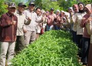 Dari Pekarangan Jadi Berkah, Wabup Khafid Dukung Program Urban Farming Merangin