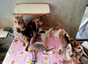 Viral Video Kepala Kucing di Pasar Taman Gegerkan Warga, Polsek Taman Pastikan Hoaks
