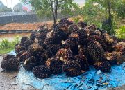 Warga Desa Ako Desak Kepastian Lahan, Pemda Pasangkayu Tegaskan Mediasi Berjalan Kondusif