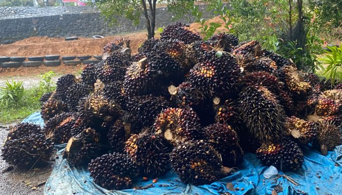 Warga Desa Ako Desak Kepastian Lahan, Pemda Pasangkayu Tegaskan Mediasi Berjalan Kondusif