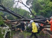 Pohon Tumbang Dharmawangsa