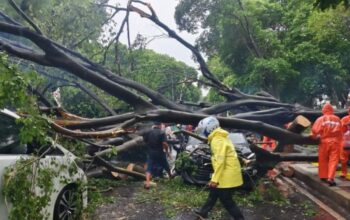 Pohon Tumbang di Dharmawangsa Raya, 1 Orang Tewas dan 5 Mobil Rusak