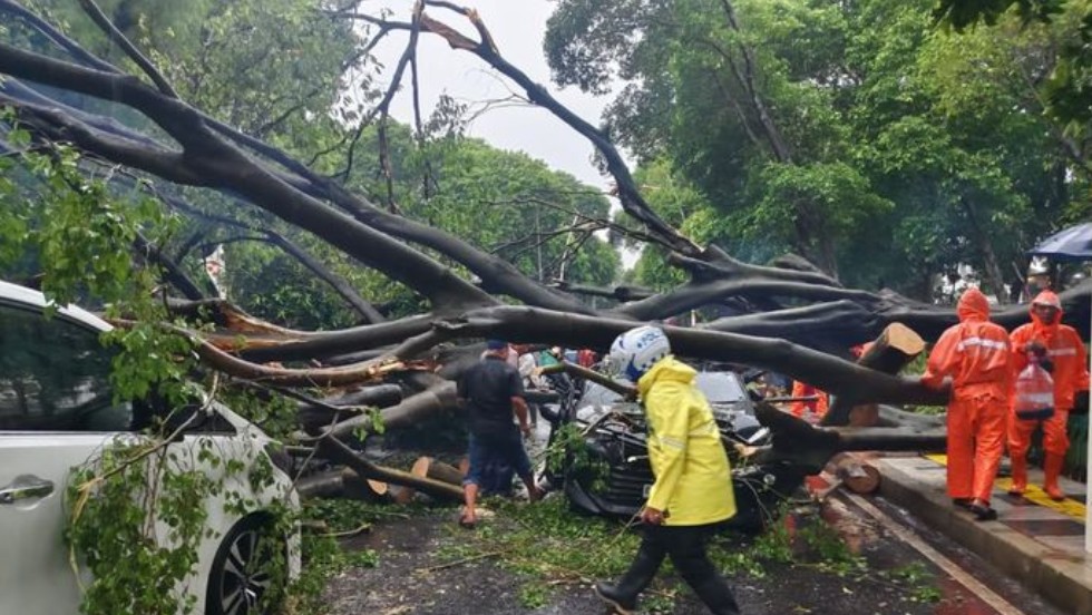 Pohon Tumbang Dharmawangsa