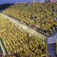 Stadion kandang Kashiwa Reysol